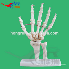 VENTE CHAUDE modèle de la main-squelette de taille humaine, main-squelette de l&#39;école